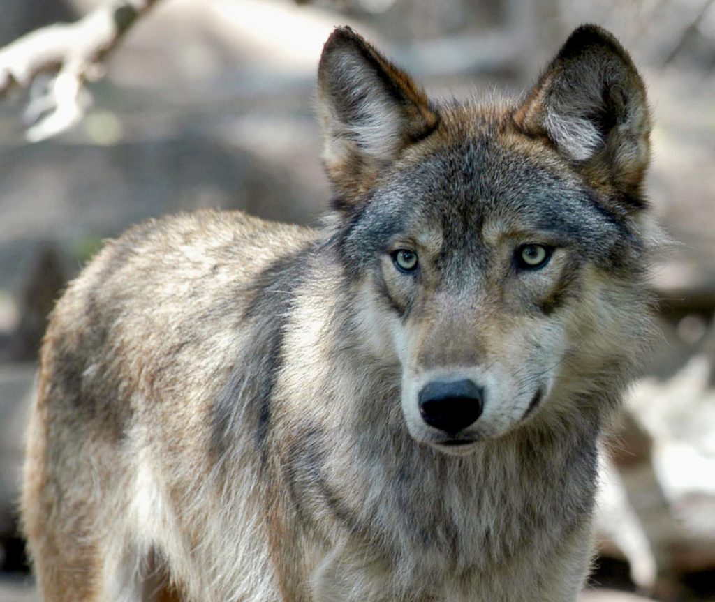 Draft plan would release wolves in area that includes Summit County by